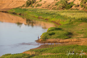 Green crops at the edge of the Omo River, Ethiopia