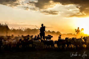 Silhouette of men and goats in a dusty sundown, Omo River, Ethiopia