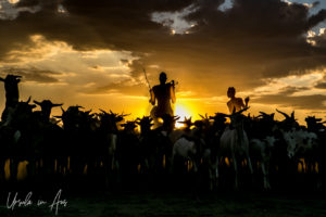 Silhouette of men and goats in a dusty sundown, Omo River, Ethiopia