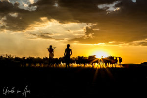 Silhouette of men and goats in a dusty sundown, Omo River, Ethiopia