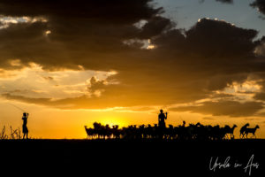 Silhouette of men and goats in a dusty sundown, Omo River, Ethiopia