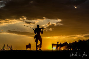Silhouette of men and goats in a dusty sundown, Omo River, Ethiopia