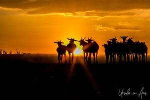 Silhouette of goats in a dusty sundown, Omo River, Ethiopia