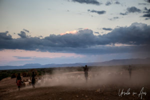 Men and goats in a dusty twilight, Omo River, Ethiopia