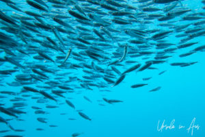 Small tropical fish underwater, Reefworld, Queensland Australia