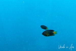 Black damselfish with yellow tails, underwater, Reefworld, Queensland Australia