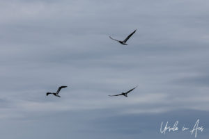 Brown Boobies in flight, Reefworld, Queensland Australia