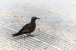 Black Noddy on a heli-deck, Reefworld, Queensland Australia
