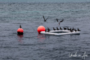Seabirds on a float, Hardy Reef, Whitsundays, Queensland Australia
