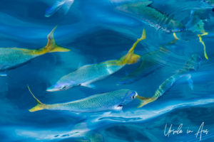 Yellowtail fusiliers in the sunlight, Hardy Reef, Whitsundays, Queensland Australia