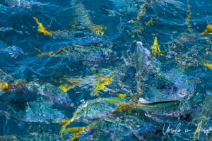 Yellowtail fusiliers in a froth of water, Hardy Reef, Whitsundays, Queensland Australia