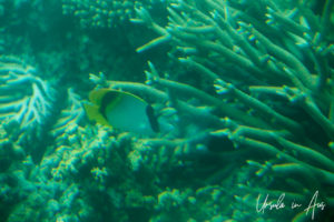 Butterflyfish in muted underwater light on Hardy Reef, Whitsundays, Queensland Australia