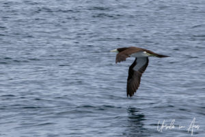 Brown Booby in flight, Whitsundays, Queensland Australia