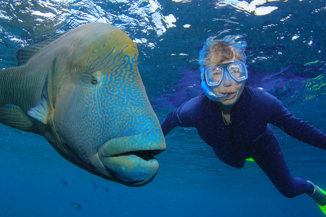 Humphead Wrasse and snorkeler in a rash suit, Hardy Reef, Queensland Australia