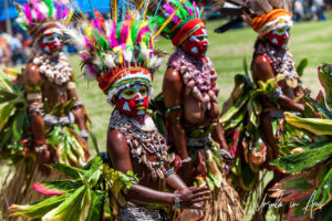 Fluorescent feathers in the headdresses of dancing Kunai women, Mt Hagen Cultural Show, PNG