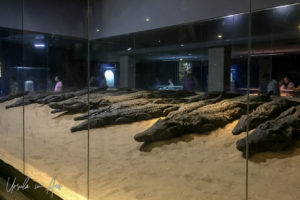 Mummified Crocodiles, the Chapel of Hathor, Kom Ombo Temple Egypt