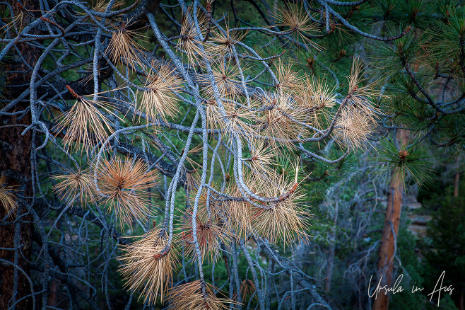 Closeup: pine needles, Stanislaus National Forest, CA USA