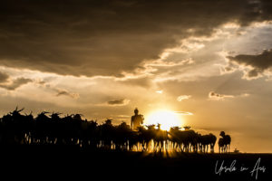 Silhouetted goats and goatherd in the afternoon, Dus Village Ethiopia