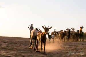 Kara goats in golden afternoon dust, Dus Village Ethiopia