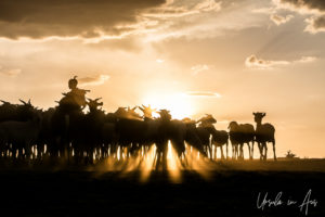 Silhouetted goats and goatherd in the afternoon, Dus Village Ethiopia