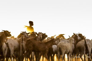Silhouetted goats and goatherd in the afternoon, Dus Village Ethiopia