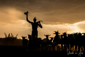Silhouetted goats and goatherd with his gun and stool in the afternoon, Dus Village Ethiopia