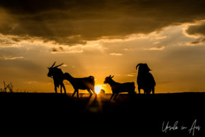 Silhouetted goats at sunset, Dus Village Ethiopia