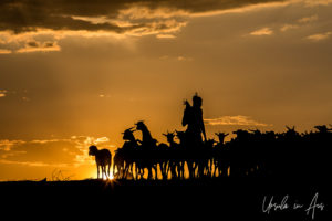 Silhouetted goats and goatherd in the afternoon, Dus Village Ethiopia
