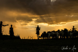 Silhouetted goats and goatherd in the afternoon, Dus Village Ethiopia