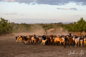 Goats on the plateau, Dus Village Ethiopia