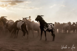 Goats in the dust on the plateau, Dus Village Ethiopia