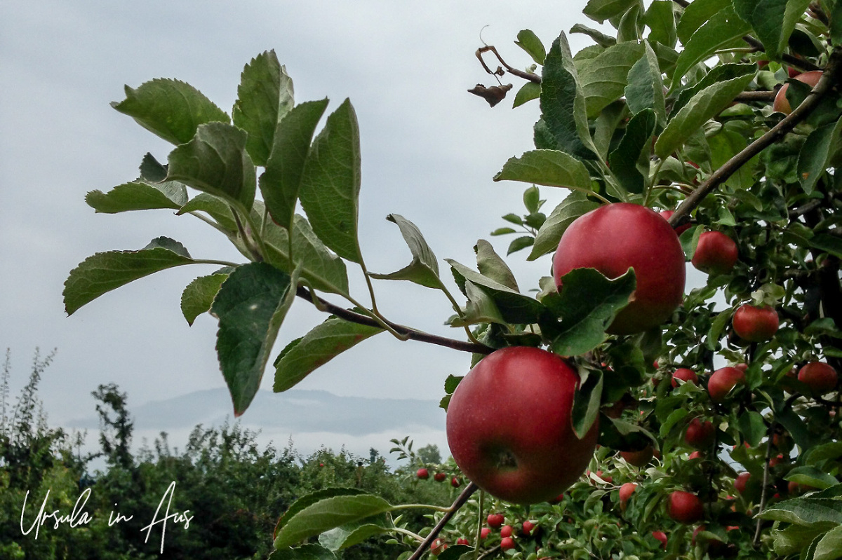 Apple swiss discount