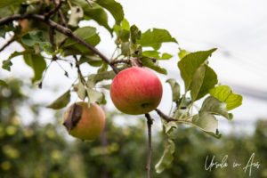 Apples growing in an orchard, Bächlihof Farm, Jona Switzerland.