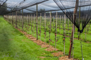 Red apples in neat rows, Bächlihof Farm, Jona Switzerland.