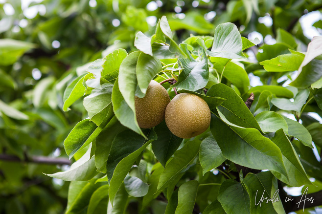 A clump of Nashi pears growing on Bächlihof Farm, Jona Switzerland