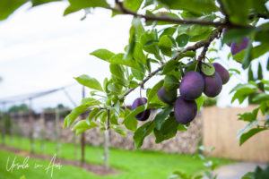 A clump of Damson plums growing on Bächlihof Farm, Jona Switzerland.