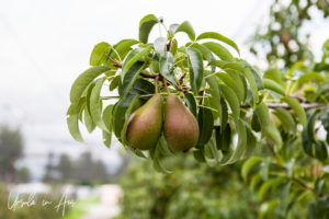 Pears growing in an orchard, Bächlihof Farm, Jona Switzerland.