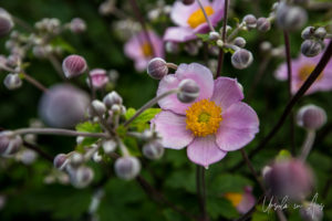 Pink Japanese Anemone, Rapperswil-Jona, Switzerland.