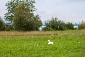 Swan and cygnets, Lake Zurich, Rapperswil-Jona, Switzerland.