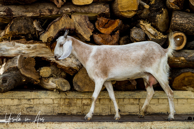 Wood and a goat on Harishchandra Ghat, Varanasi India