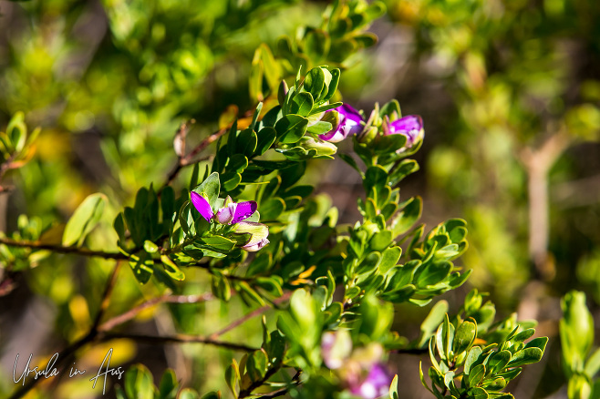 Myrtle-leaf Milkwort, Coles Track, Mornington Peninsula, Victoria.