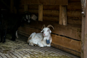 Cashmere Goat in the Goathouse, Mt Fløyen, Norway
