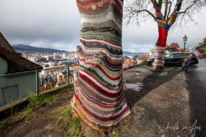 Knitted skirts around tree trunks, Bergen Norway
