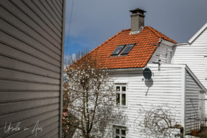 Magnolia blooms in the narrow streets of Bergen, Norway