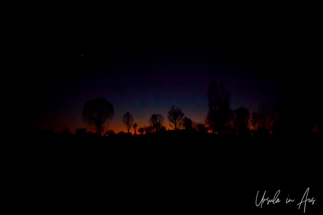 Faint pre-sunrise light silhouetting desert oak trees, Uluru, NT Australia