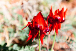 Sturt's Desert Pea, Ayers Rock Resort NT Australia.