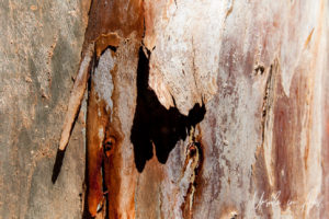 Red River Gum trunk detail, Ayers Rock Resort NT Australia.
