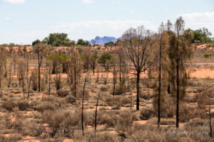 View of Kata Tjuta through desert oaks, Ayers Rock Resort NT Australia.