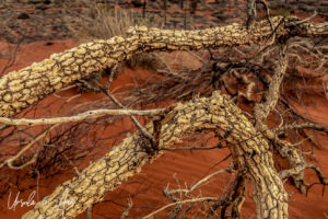 Twisted trunks of desert oaks, Yulara NT Australia
