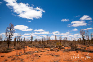desert oaks, Yulara NT Australia